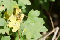 Myathropa florea