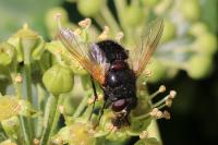 Mesembrina meridiana