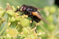 Mesembrina meridiana