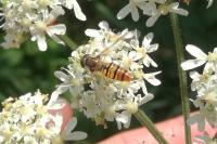 Episyrphus balteatus