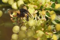 Mesembrina meridiana