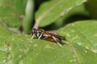 Xylota segnis