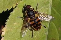 Myathropa florea