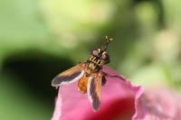 Trichopoda pictipennis