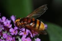 Volucella zonaria