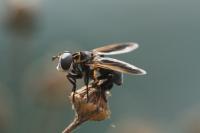 Trichopoda pictipennis