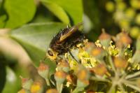 Tachina grossa