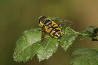 Myathropa florea