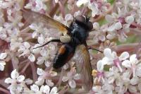 Clairvillia biguttata