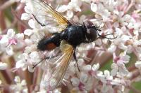 Clairvillia biguttata