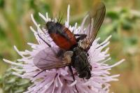 Eriothrix rufomaculata
