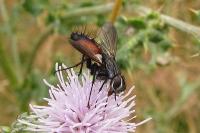 Eriothrix rufomaculata