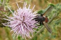 Eriothrix rufomaculata