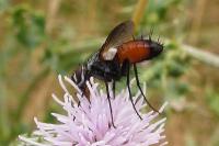 Eriothrix rufomaculata