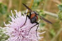 Eriothrix rufomaculata