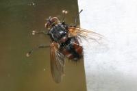 Nemoraea pellucida