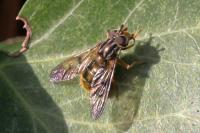 Ferdinandea cuprea