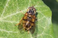 Ferdinandea cuprea
