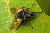 Mesembrina meridiana