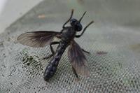 Dioctria atricapilla