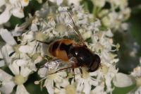 Eristalis arbustorum