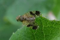 Tephritis bardanae