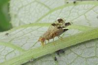 Tephritis bardanae