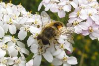 Eristalis arbustorum