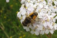 Eristalis arbustorum