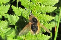 Bombylius