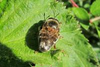 Microdon myrmicae/mutabilis