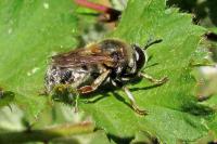 Microdon myrmicae/mutabilis