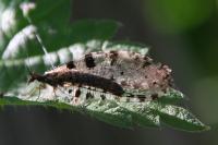 Osmylus fulvicephalus