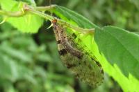 Osmylus fulvicephalus