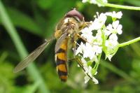 Meliscaeva auricollis