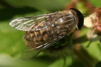 Tabanus bromius