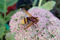 Volucella zonaria