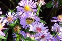 Helophilus trivittatus