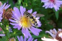 Helophilus trivittatus