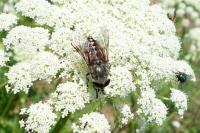 Tabanus autumnalis