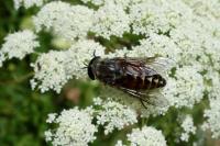 Tabanus autumnalis