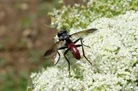 Cylindromyia bicolor