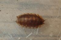 Lonchoptera