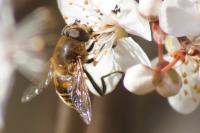 Eristalis tenax