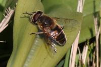 Eristalis tenax