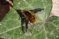 Bombylius major