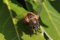 Tachina lurida