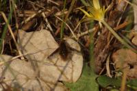 Bombylius major