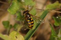 Eupeodes latifasciatus
