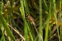 Eupeodes latifasciatus